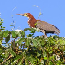 Huge bird at sunrise